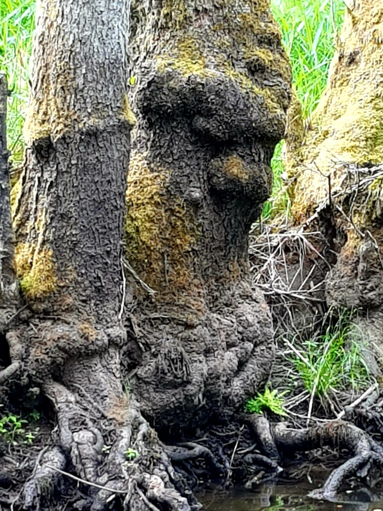 knorriger Baum, der mürrisch dreinblickt