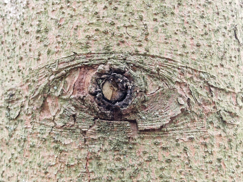Die Rinde eines Baumes sieht wie ein Auge aus