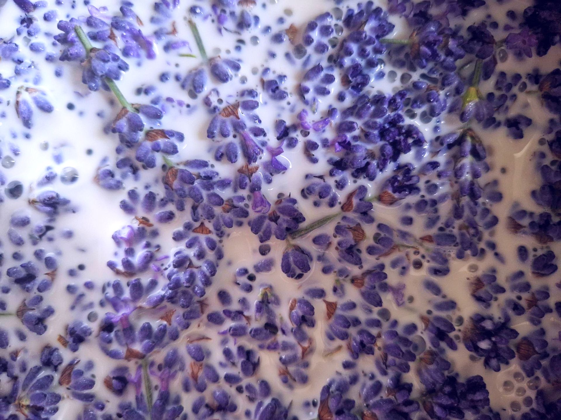 Lavendelblüten in Milch